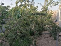 کود فرآوری شده در اصفهان