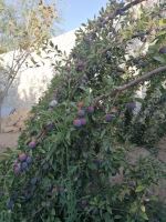 کود فرآوری شده در اصفهان