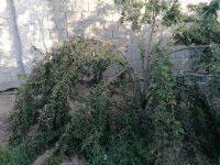 کود فرآوری شده در اصفهان