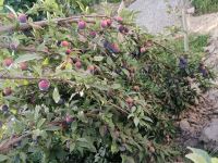 کود فرآوری شده در اصفهان