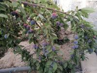 کود فرآوری شده در اصفهان