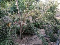 کود فرآوری شده در اصفهان