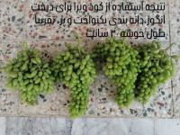 کود فرآوری شده در اصفهان