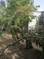 کود فرآوری شده در اصفهان