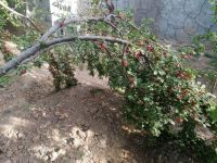 کود فرآوری شده در اصفهان