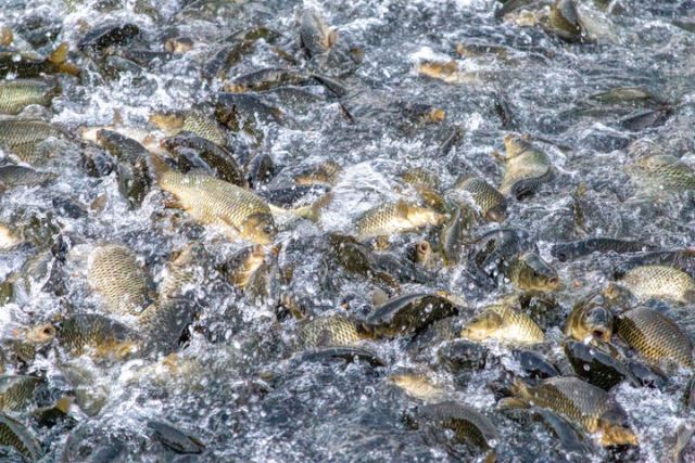 فروش بچه ماهی کپور بهترین نژاد 