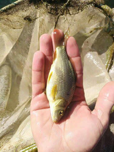 مرکز فروش بهترین نژاد بچه ماهی 