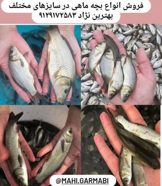 مرکز فروش بهترین نژاد بچه ماهی 