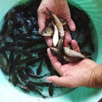 بچه ماهی کپور