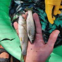 بچه ماهی کپور