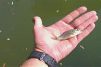 بچه ماهی کپور