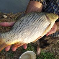 بچه ماهی کپور