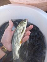 بچه ماهی کپور