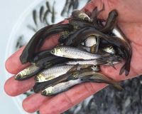 بچه ماهی کپور