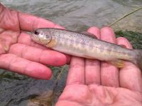 قیمت نژاد های بچه ماهی