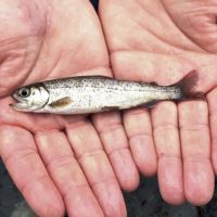 قیمت نژاد های بچه ماهی