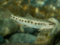 قیمت نژاد های بچه ماهی