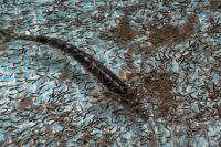 قیمت نژاد های بچه ماهی