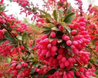 بهترین زعفران خراسان