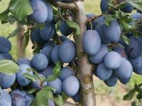 بهترین زعفران خراسان