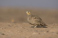 حیات وحش تنگه ظلمات گرمسار