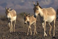 حیات وحش تنگه ظلمات گرمسار