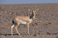 حیات وحش تنگه ظلمات گرمسار