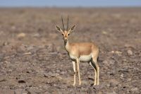 حیات وحش تنگه ظلمات گرمسار