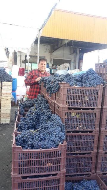 انگور شانی سردشت