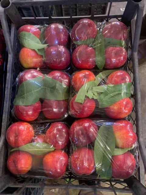 انگور شانی سردشت