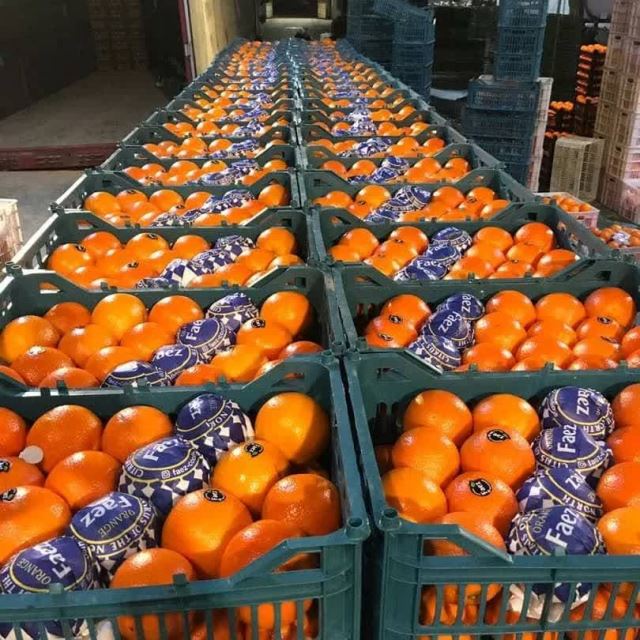 انگور شانی سردشت