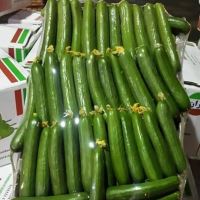 انگور شانی سردشت