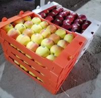 انگور شانی سردشت