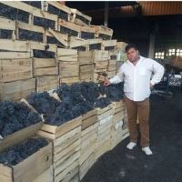 انگور شانی سردشت