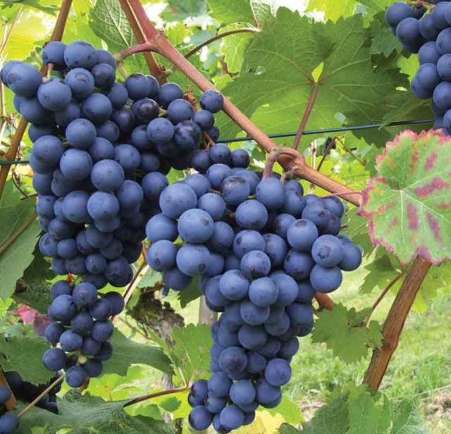 انگور شانی سردشت