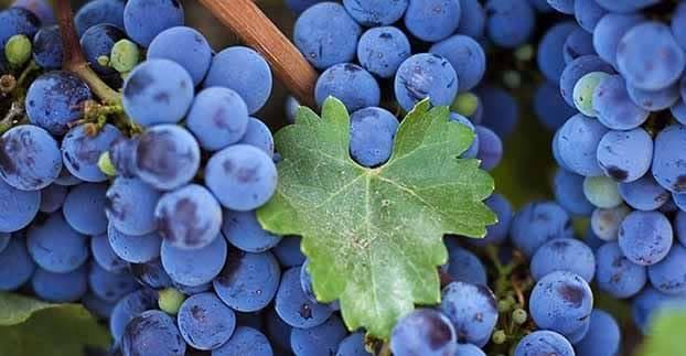 انگور شانی سردشت