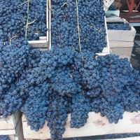 انگور شانی سردشت