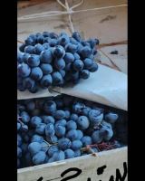 انگور شانی سردشت