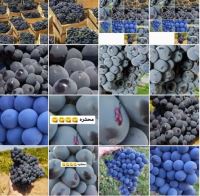 انگور شانی سردشت