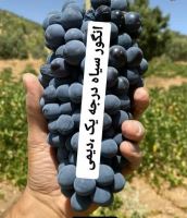 انگور شانی سردشت