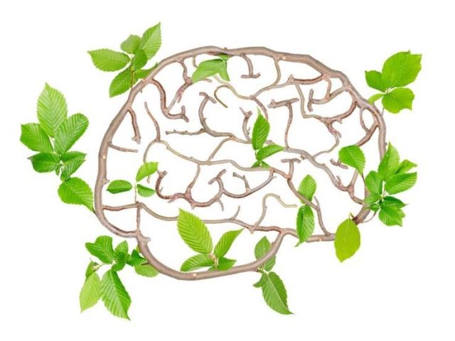 حکیمه آنلاین 