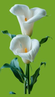 پرده فروشی آمل