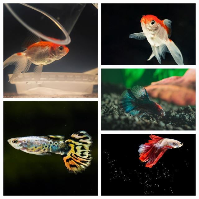 خرید ماهی آکواریومی اصفهان 