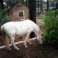 باغ طالبی آبادان