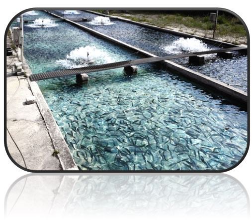 کاربرد بلوئر در پرورش آبزیان