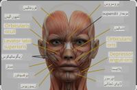 فتحعلی ستوده نیاکورانی