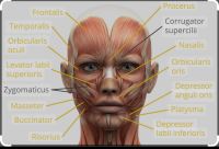 فتحعلی ستوده نیاکورانی