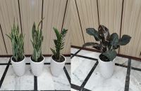 خدمات نگهدارى فضاى سبز در ادارات