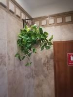 خدمات نگهدارى فضاى سبز در ادارات