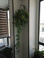 خدمات نگهدارى فضاى سبز در ادارات